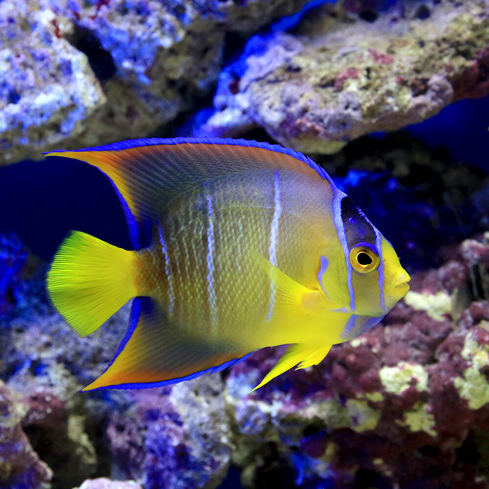 観葉植物 大磯砂 観賞魚 海水魚 ヤッコ 一点物 フロリダ産 タウンゼントエンゼル mf 4009 1匹 北海道航空便要保温 沖縄別途送料 Charm 店 観葉植物 大磯砂 観賞魚 海水魚 ヤッコ 一点物 フロリダ産 タウンゼントエンゼル mf 4009 1匹 北海道航空便要保温 沖縄別途送料 Charm 店