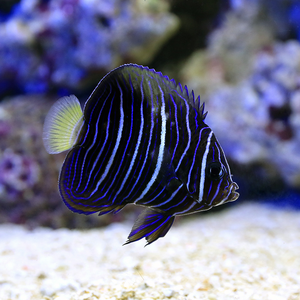 良質 観賞魚 海水魚 ヤッコ 一点物 東アフリカ産 イエローバンドエンゼル ｍｆ ４１２３ １匹 北海道 九州 沖縄航空便要保温 沖縄別途送料