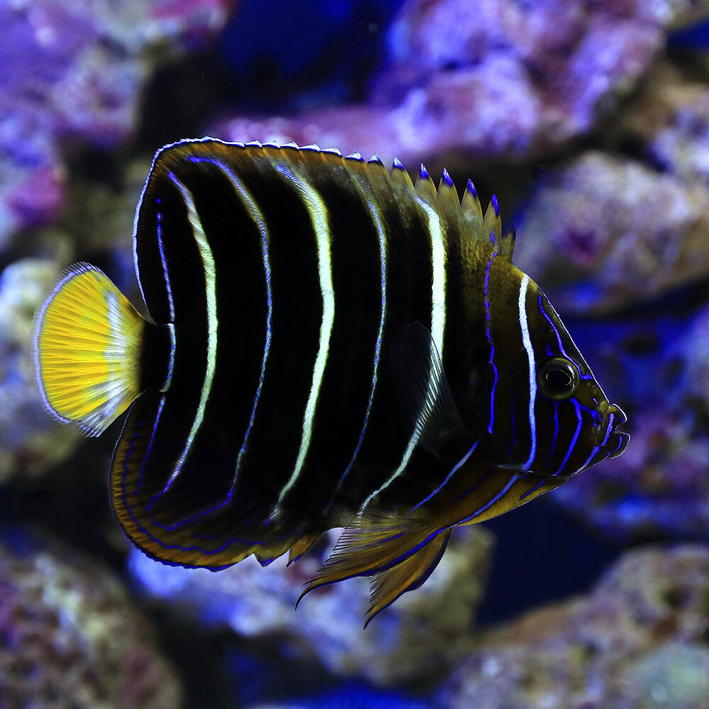 上品 観賞魚 海水魚 ヤッコ 一点物 イヤースポットエンゼル ｍｆ ４１２５ １匹 北海道 九州 沖縄航空便要保温 沖縄別途送料 Trancosopedra Pt