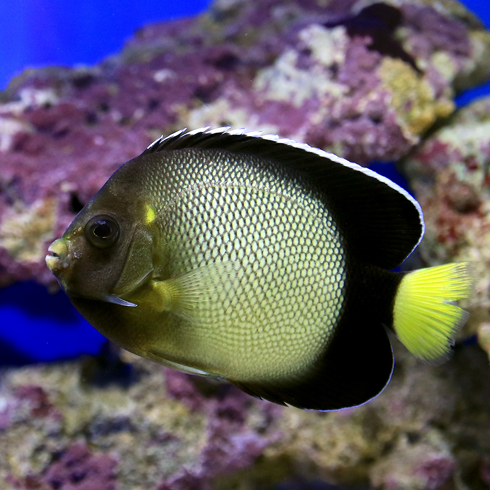 春先取りの 海水魚 ヤッコ 一点物 レッドシーエンゼル ｍｆ ４１３７ １匹 北海道 九州 沖縄航空便要保温 沖縄別途送料 072 01 01 01 010 Gomelavto By