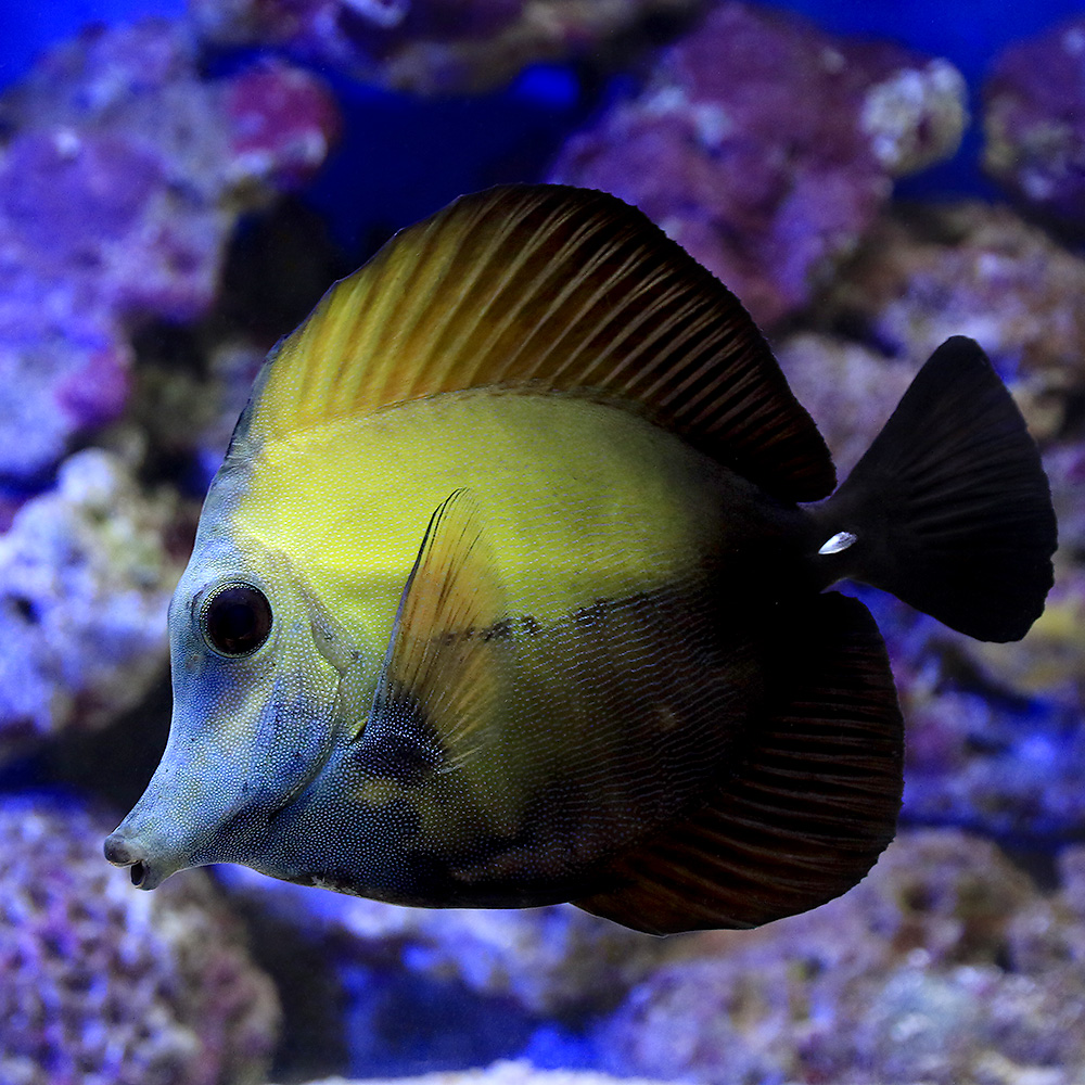 高い素材 海水魚 一点物 ゴマハギ 色彩変異青顔個体 ｍｆ ４１４７ １匹 北海道 九州 沖縄航空便要保温 沖縄別途送料 想像を超えての Www 503 Sv