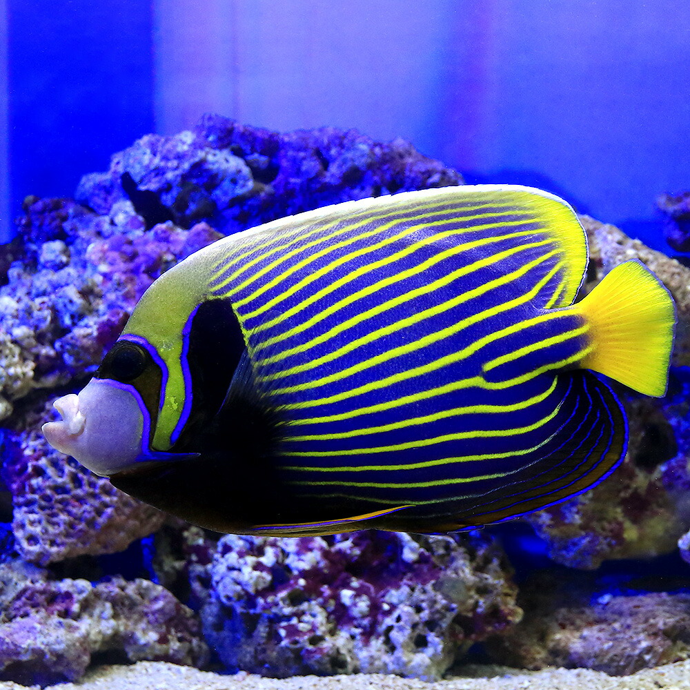 超激安 海水魚 ヤッコ 一点物 スリランカ産 タテジマキンチャクダイ ｍｆ ４１７９ １匹 北海道 九州 沖縄航空便要保温 沖縄別途送料 格安人気 Shuchita Com