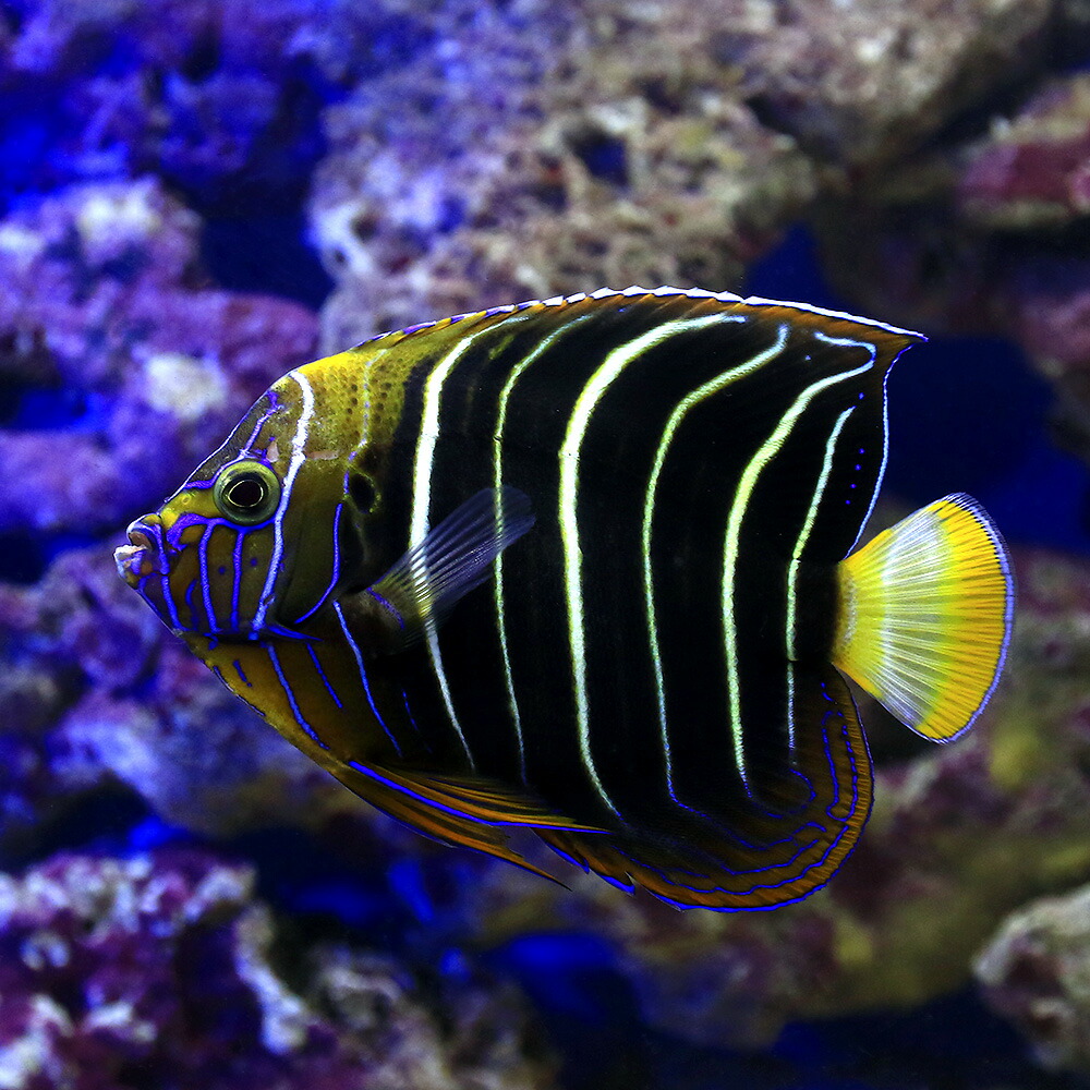 好評 海水魚 ヤッコ 一点物 イヤースポットエンゼル ｍｆ ４１８７ １匹 北海道 九州 沖縄航空便要保温 沖縄別途送料 全日本送料無料 Blog Belasartes Br