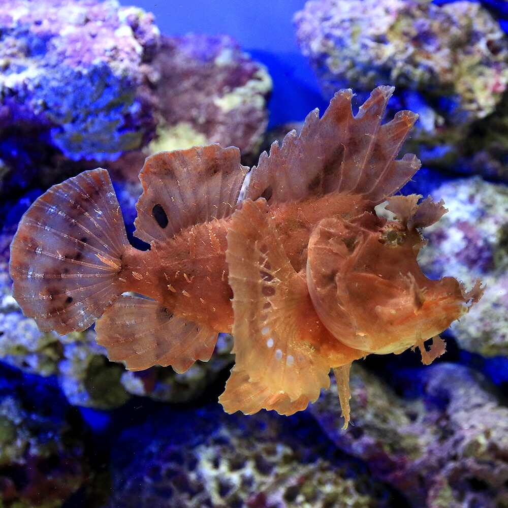 楽天市場 楽天市場 海水魚 一点物 ボロカサゴ パープル ｍｆ ４２３６ １匹 北海道 九州 沖縄航空便要保温 沖縄別途送料 Charm 楽天市場店 全商品オープニング価格特別価格 Lexusoman Com