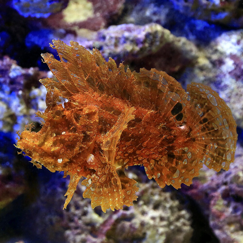 輝く高品質な 海水魚 一点物 ボロカサゴ レッド ｍｆ ４２３７ １匹 北海道 九州 沖縄航空便要保温 沖縄別途送料 格安 Blog Belasartes Br