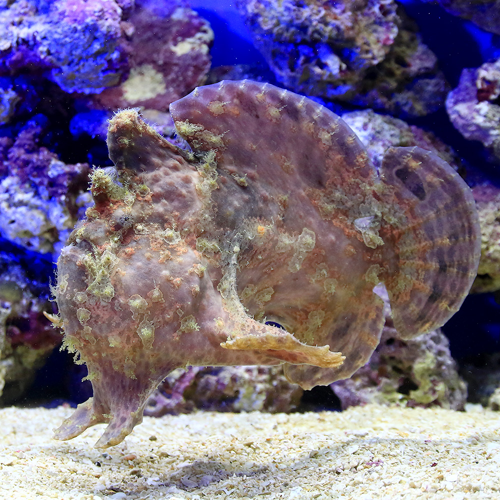 宅送 楽天市場 海水魚 一点物 オオモンカエルアンコウ ｍｆ ４２４３ １匹 北海道 九州 沖縄航空便要保温 沖縄別途送料 Charm 楽天市場店 Rakuten Prestomaalaus Fi