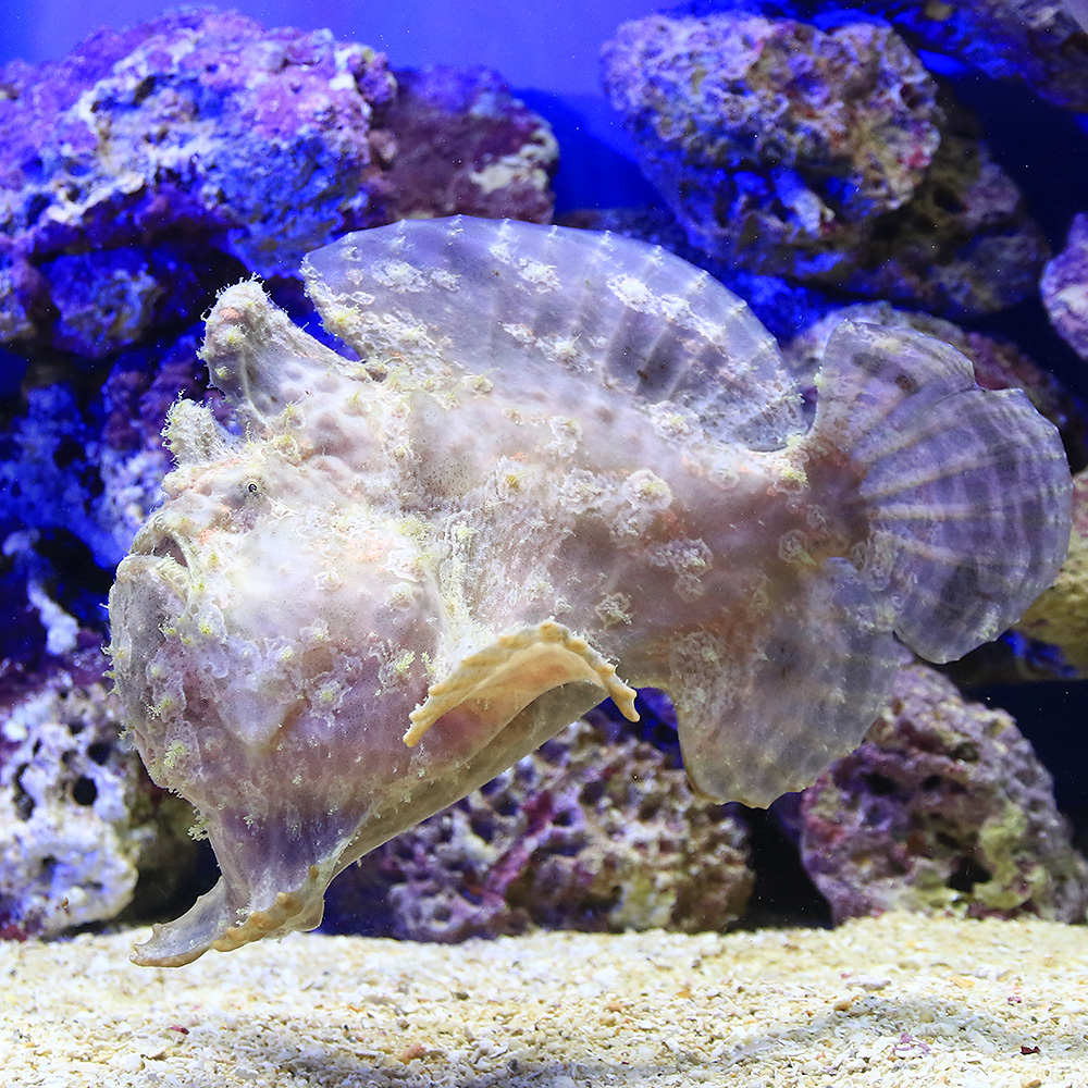 公式の 海水魚 一点物 オオモンカエルアンコウ ｍｆ ４２４４ １匹 北海道 九州 沖縄航空便要保温 沖縄別途送料 魅力的な Prestomaalaus Fi