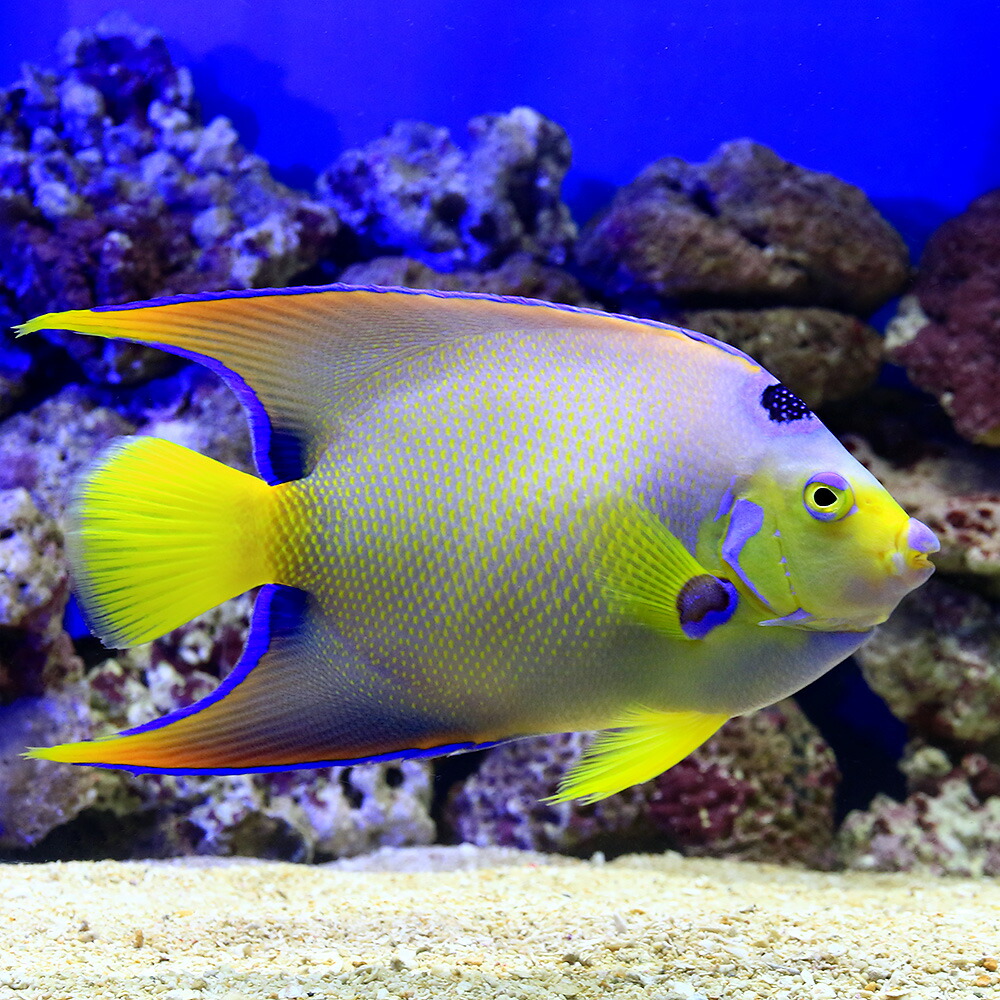 塩水鱗 ヤッコ 一撮み物 フロリダ州創製 第一人者天使 匹 北海道飛翔書牘要保温 沖縄別途送料 Usdre Com