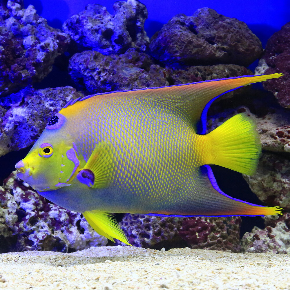 海水魚 ヤッコ 一点物 フロリダ産 クイーンエンゼル 匹 北海道航空便要保温 沖縄別途送料 Psicologosancora Es