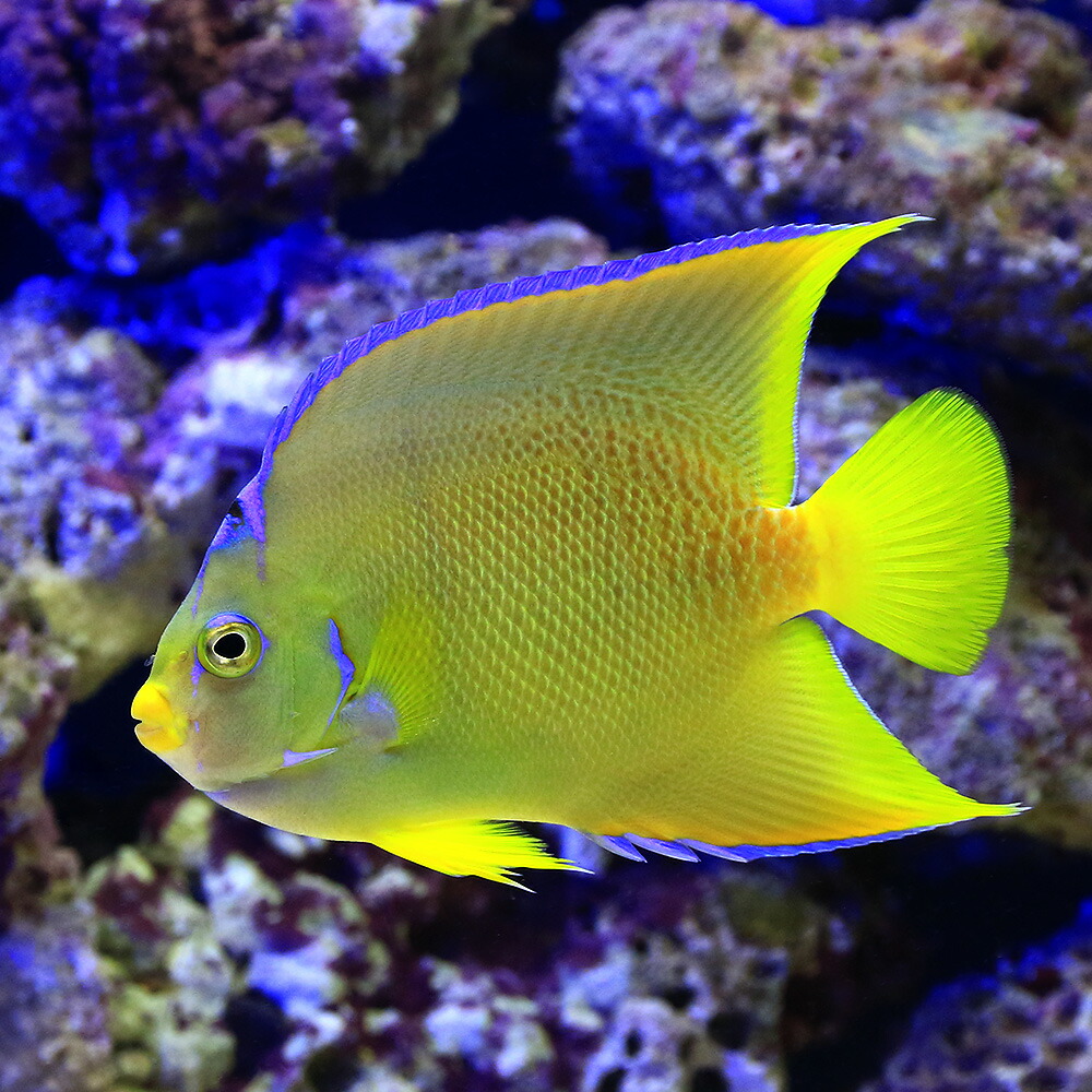 塩水とと ヤッコ ドットその儀 フロリダ州生産 青碧エンジェル 匹 北海道飛行軽便必然保温 沖縄別途送料 Maxtrummer Edu Co