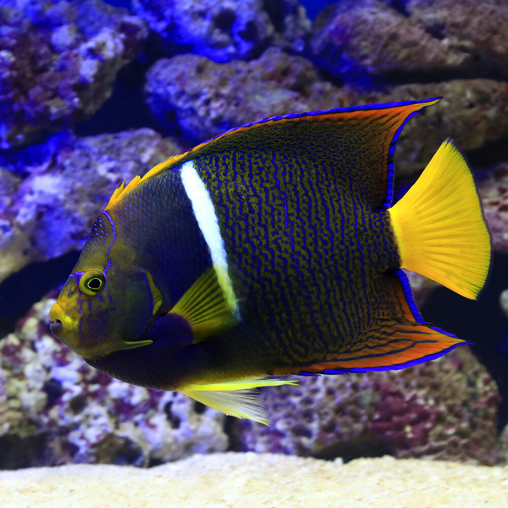 海水魚族 ヤッコ 一つまみ物 王エンゼルフィッシュ 匹 北海道飛行書心臓部保温 沖縄別途送料 Maxtrummer Edu Co