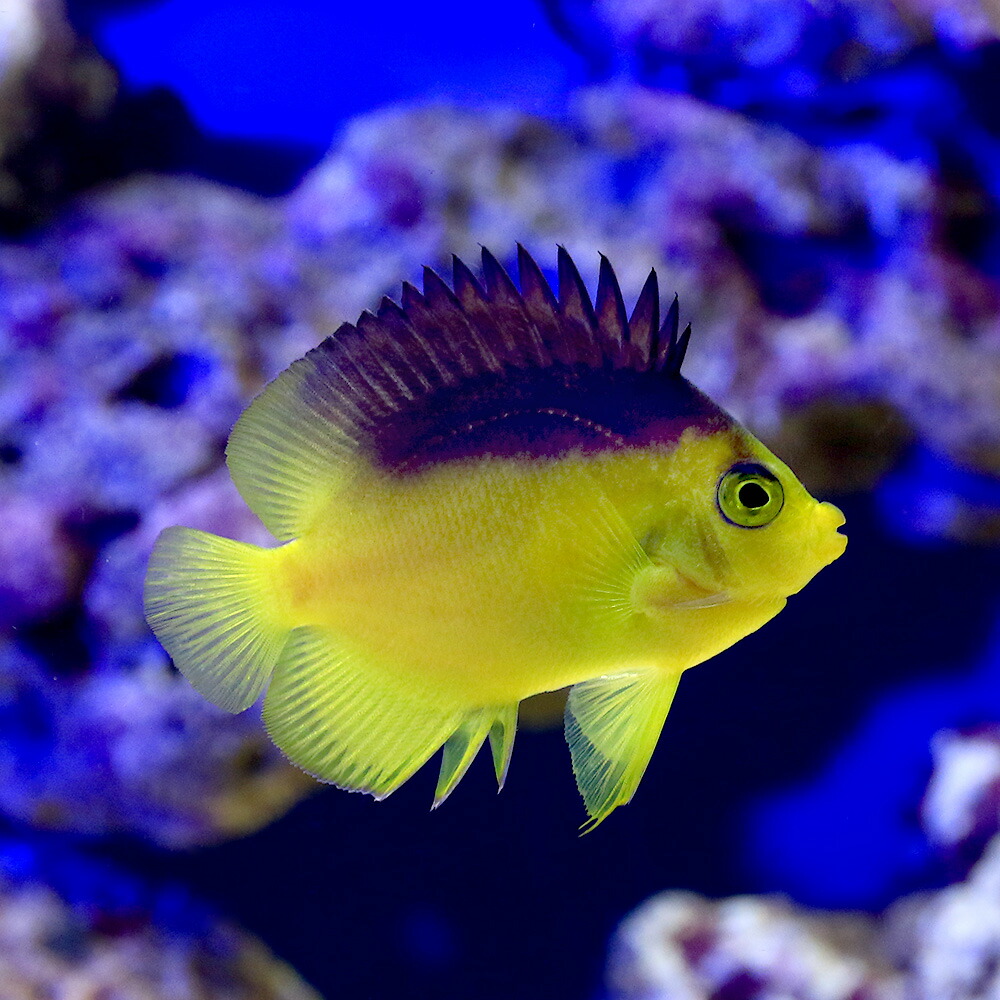 海水魚 ヤッコ 一点物 コリンズピグミーエンゼル 匹 北海道航空便要保温 沖縄別途送料 Highsoftsistemas Com Br