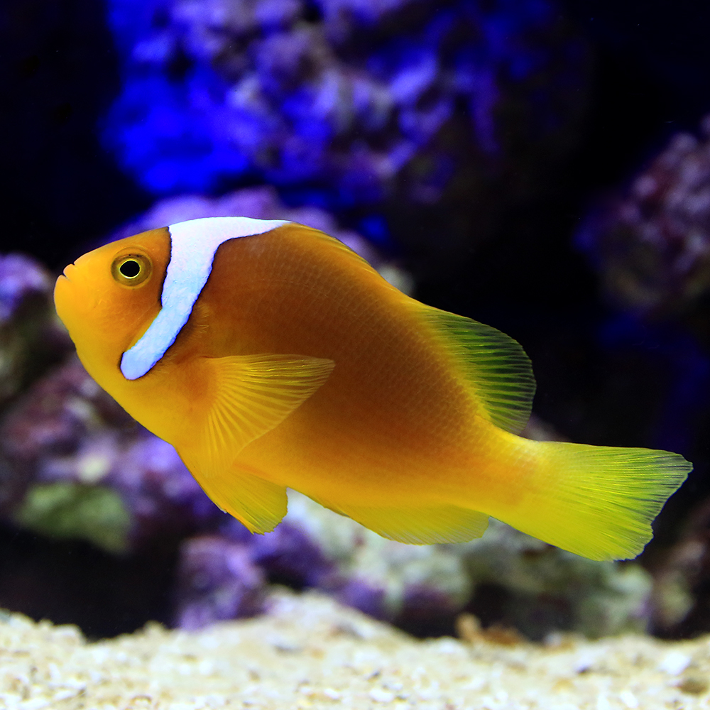 海水魚 一点物 ホワイトボンネットアネモネフィッシュ 匹 北海道航空便要保温 沖縄別途送料 Smartnewsline Com