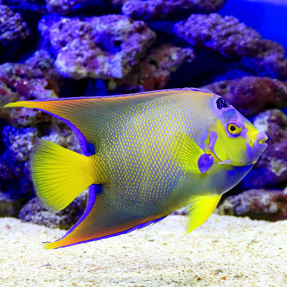観賞魚 熱帯魚 アクアリウム 海水魚 ヤッコ一点物フロリダ産クイーンエンゼルｍｆ ４２９５ １匹 北海道航空便要保温沖縄別途送料 Charm 新品本物 店