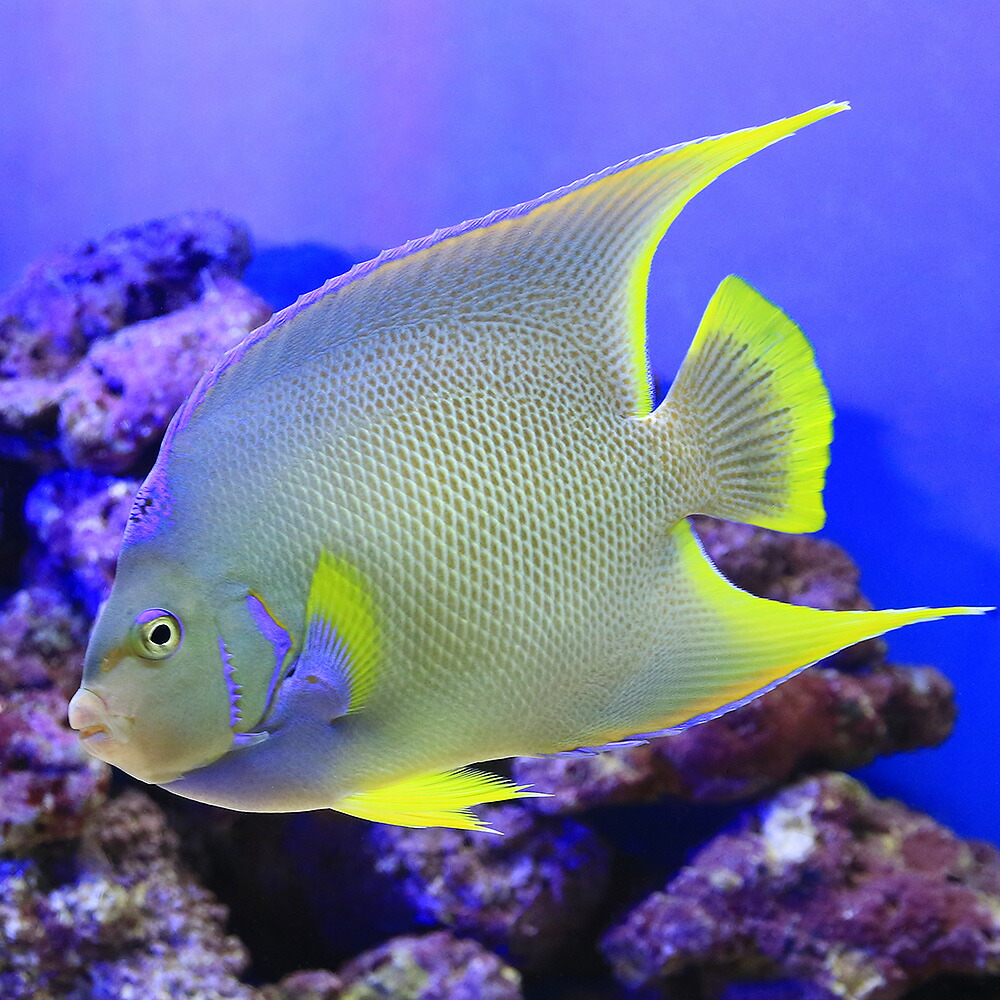 熱帯魚 アクアリウム 観賞魚 海水魚 ヤッコ一点物フロリダ産ブルーエンゼルｍｆ ４２９６ １匹 北海道航空便要保温沖縄別途送料 Charm 4年保証 店