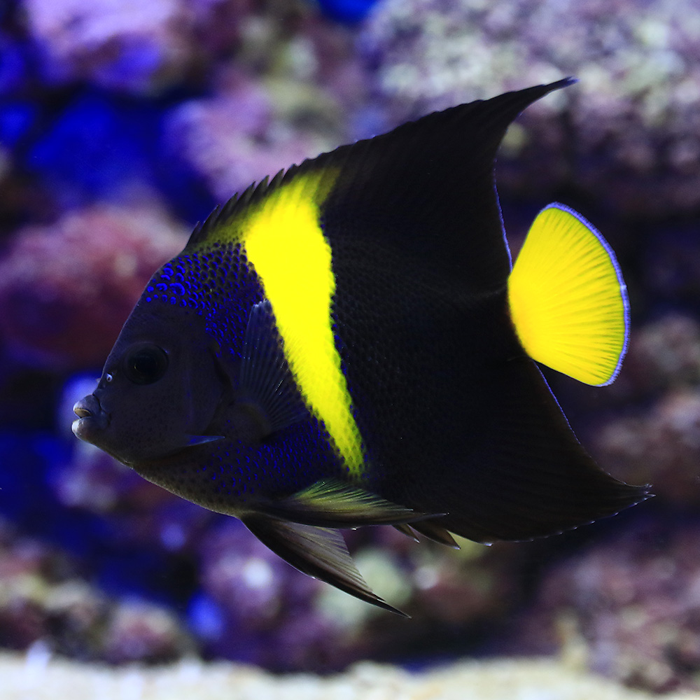 海水魚 ヤッコ 一点物 アラビアンエンゼルフィッシュ 匹 北海道航空便要保温 沖縄別途送料 Siteleco Fr