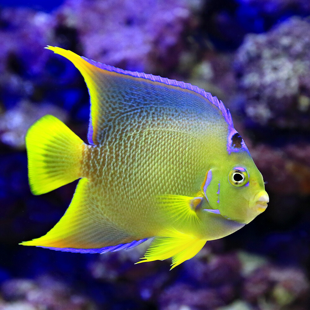 海水魚 ヤッコ 一点物 熱帯魚 アクアリウム フロリダ産 ブルーエンゼル 観賞魚 ｍｆ ４３４４ １匹 北海道航空便要保温 沖縄別途送料 Charm 店