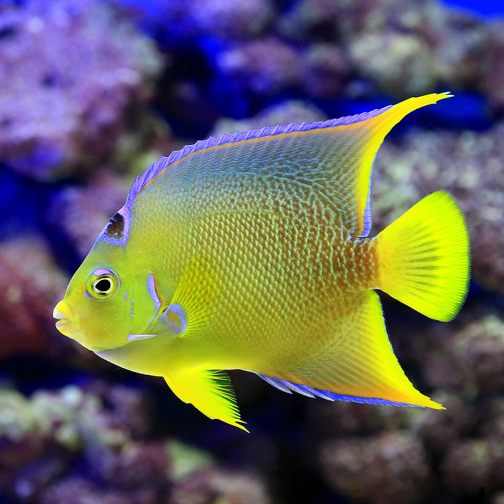 海水魚 ヤッコ 一点物 熱帯魚 アクアリウム フロリダ産 ブルーエンゼル 観賞魚 ｍｆ ４３４４ １匹 北海道航空便要保温 沖縄別途送料 Charm 店