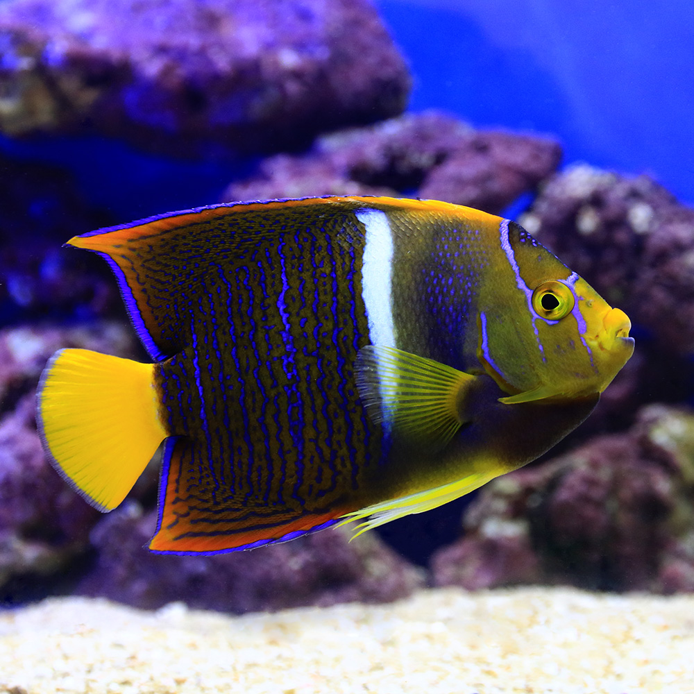 海水魚 ヤッコ 一点物 キングエンゼルフィッシュ 匹 北海道航空便要保温 沖縄別途送料 Kanal9tv Com