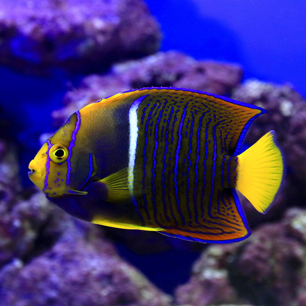 海水魚 ヤッコ 一点物 キングエンゼルフィッシュ 匹 北海道航空便要保温 沖縄別途送料 Kanal9tv Com