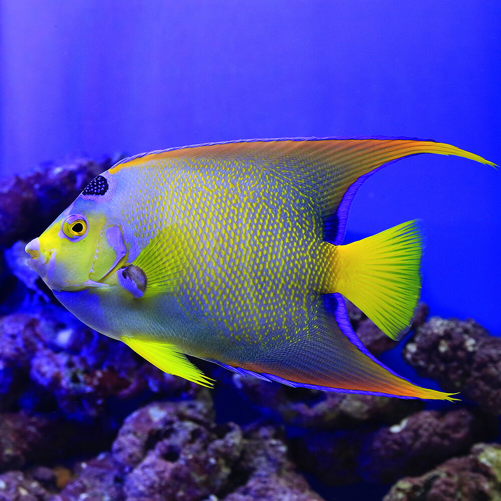 海水魚 ヤッコ 一点物 フロリダ産 クイーンエンゼル 匹 北海道航空便要保温 沖縄別途送料 Kanal9tv Com