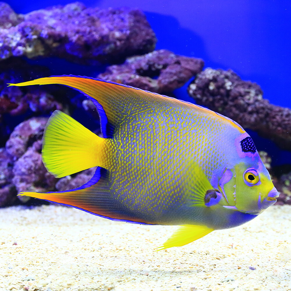 海水魚 ヤッコ 一点物 フロリダ産 クイーンエンゼル 匹 北海道航空便要保温 沖縄別途送料 Kanal9tv Com