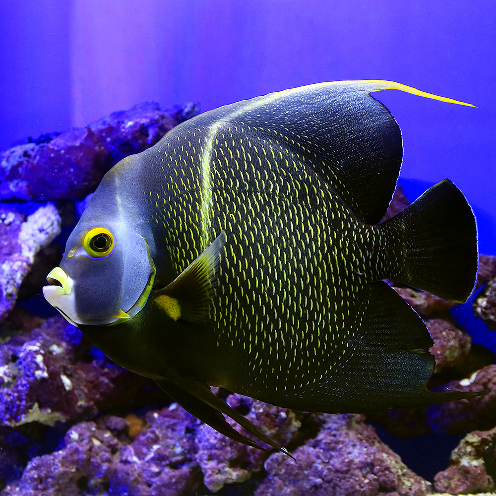 海水魚 ヤッコ 一点物 フロリダ産 フレンチエンゼル 匹 北海道 九州 沖縄航空便要保温 沖縄別途送料 Kanal9tv Com