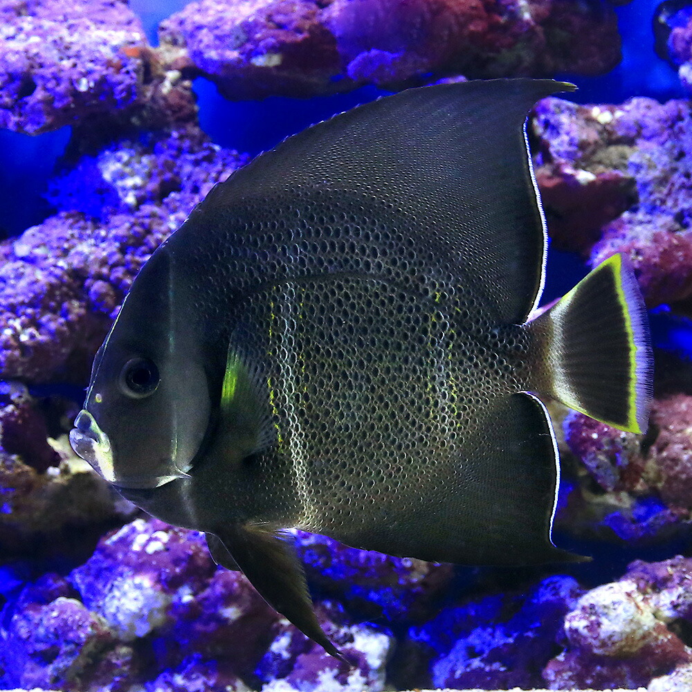 海水魚 ヤッコ 一点物 フロリダ産 グレイエンゼル 匹 北海道 九州航空便要保温 沖縄別途送料 Fitzfishponds Com