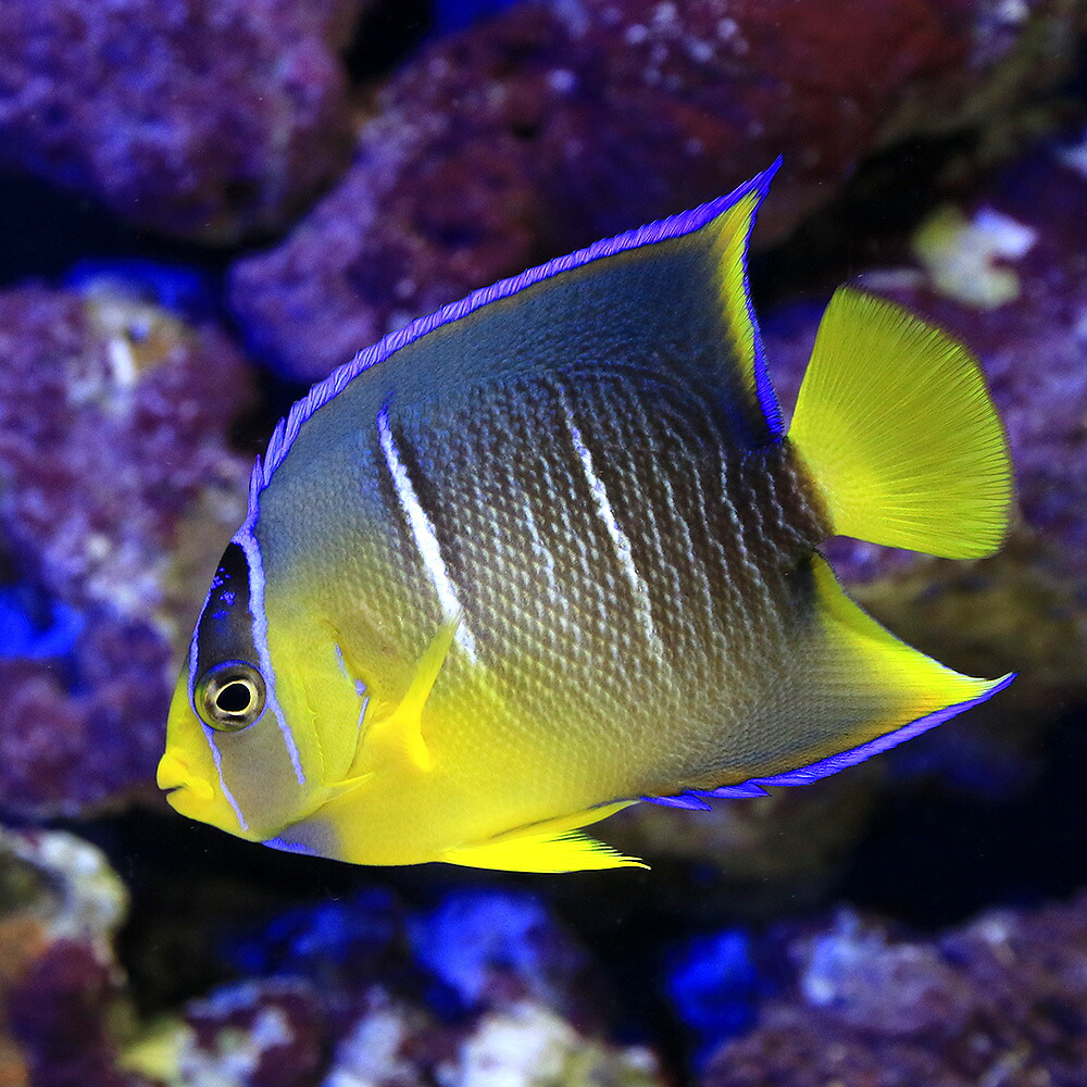 中古 海水魚 ヤッコ 一点物 フロリダ産 ブルーエンゼル ｍｆ ４７５４ １匹 沖縄別途送料 Fucoa Cl
