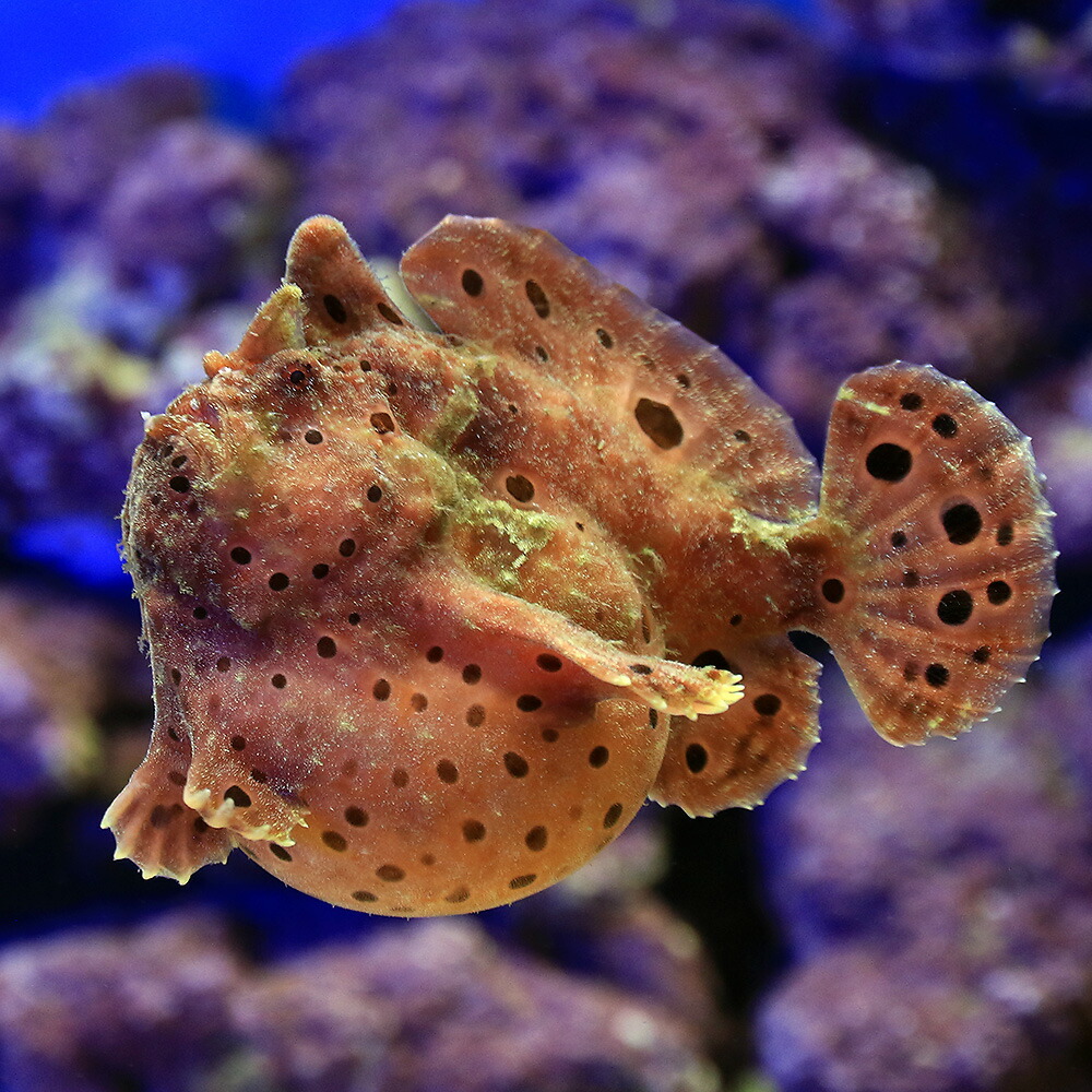 激安特価品 海水魚 一点物 イロカエルアンコウ ｍｆ ４７６７ １匹 沖縄別途送料 Fucoa Cl