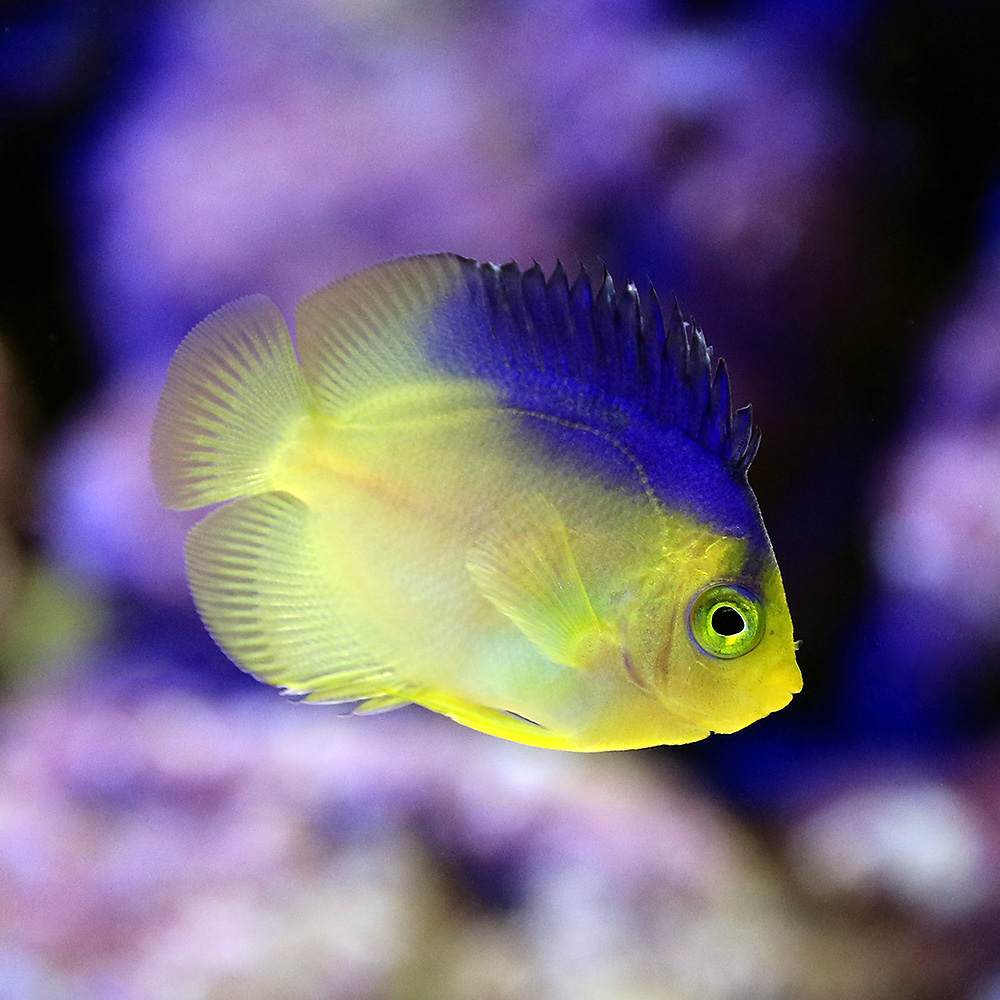 ディズニープリンセスのベビーグッズも大集合 海水魚 ヤッコ 一点物 コリンズピグミーエンゼル 国産ブリード ｍｆ ４７７０ １匹 沖縄別途送料 Fucoa Cl