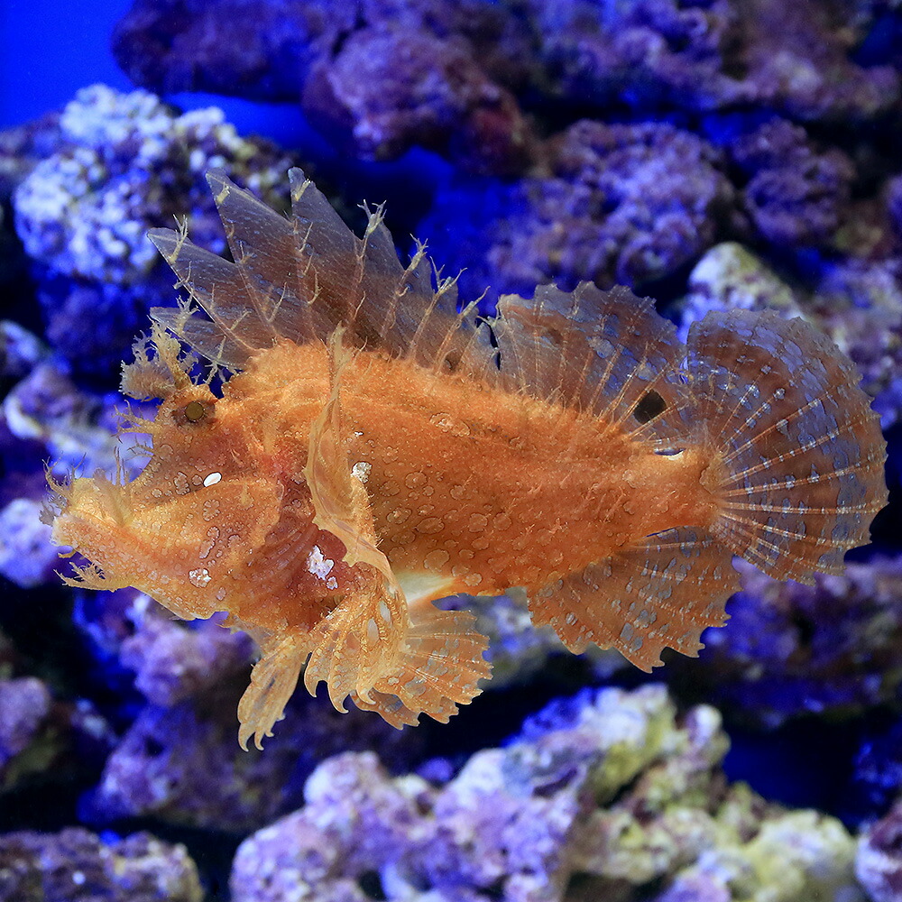 (海水魚)一点物ボロカサゴMF−4830(1匹)沖縄別途送料