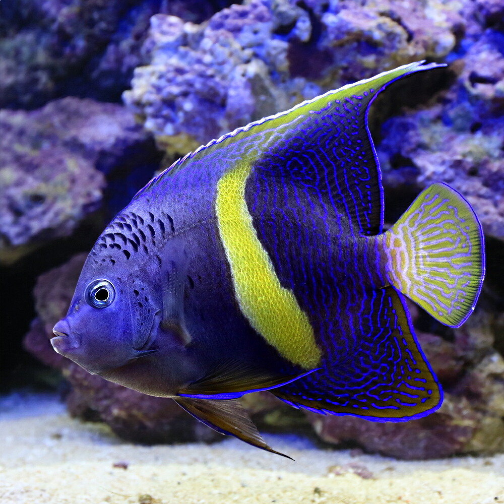 （海水魚）一点物　紅海産　イエローバンドエンゼル　ＭＦー５９３０（１匹）　北海道航空便要保温
