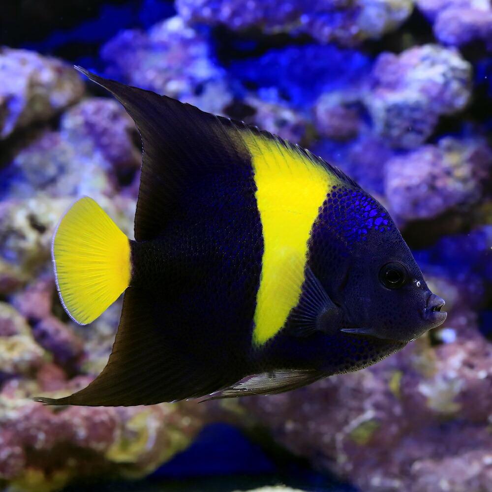 （海水魚）ヤッコ　一点物　アラビアンエンゼルフィッシュ　ＭＦ&minus;５９８０（１匹）｜charm 店