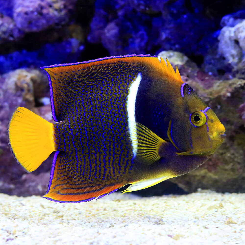 （海水魚）ヤッコ　一点物　キングエンゼルフィッシュ　ＭＦ&minus;５９８９（１匹）｜charm 店