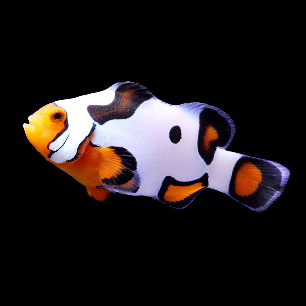 （海水魚）一点物　ブラックピカソクラウン　（ブリード）　ＣＦ－７４（１匹）　北海道・九州航空便要保温