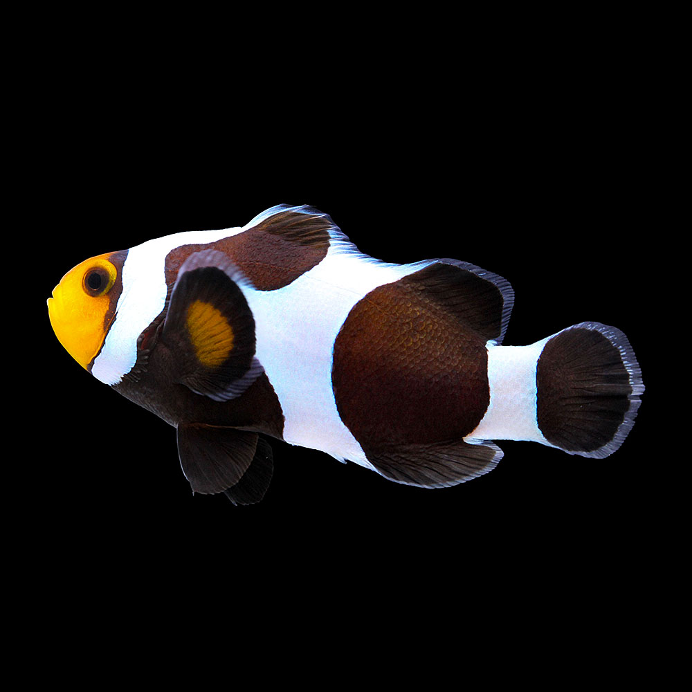 （海水魚）一点物　ブラックダヴィンチオセラリス（ブリード）約５ｃｍ　ＣＦ－１０６（１匹）　北海道・九州航空便要保温