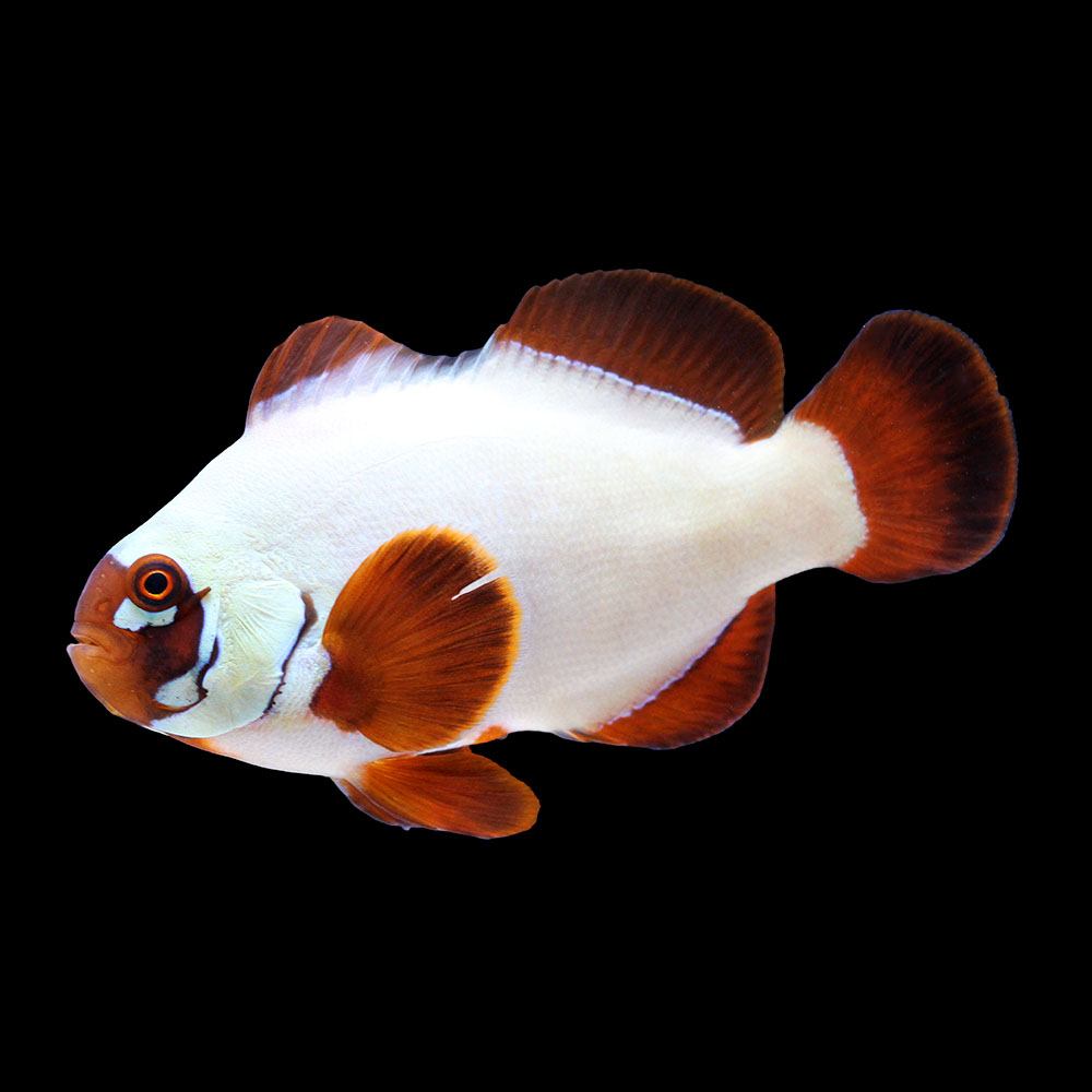 （海水魚）一点物　ゴールドナゲットマロン（ブリード）約７ｃｍ　ＣＦ－１１３（１匹）　北海道・九州航空便要保温