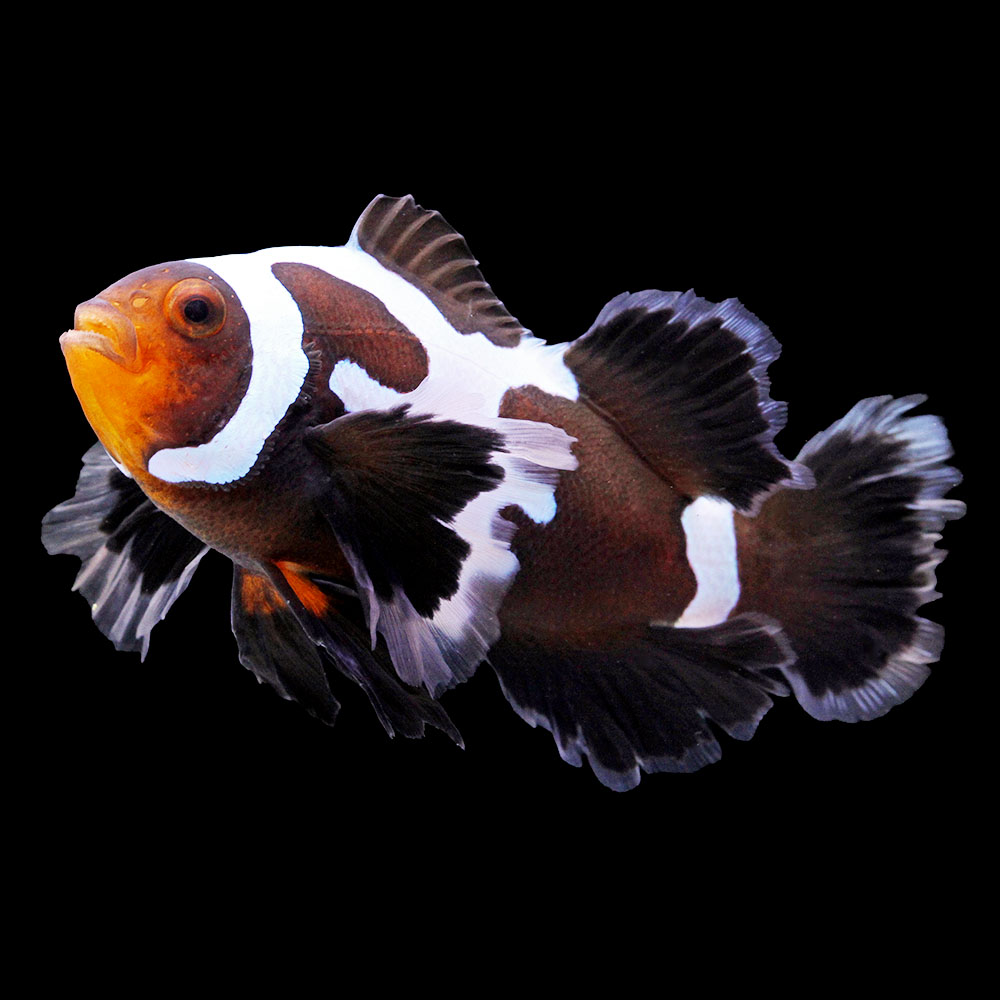 （海水魚）一点物　ロングフィンブラックスノーフレークオセラリス（ブリード）約７ｃｍ　ＣＦ&minus;１１８（１匹）｜charm 店