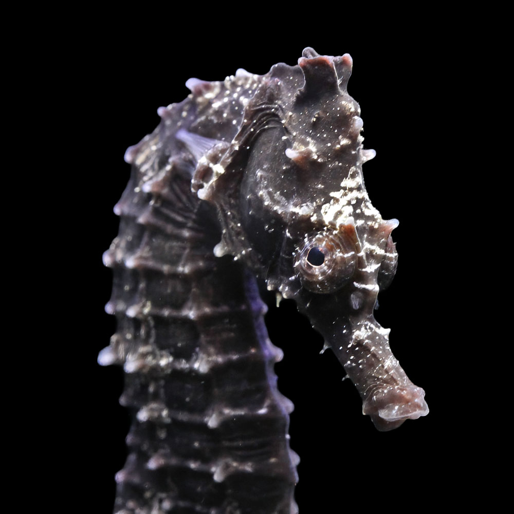 （海水魚）一点物　ラインドシーホース　ブラック（ブリード）　ＳＨ－３３（１匹）　北海道・九州航空便要保温　関東当日便