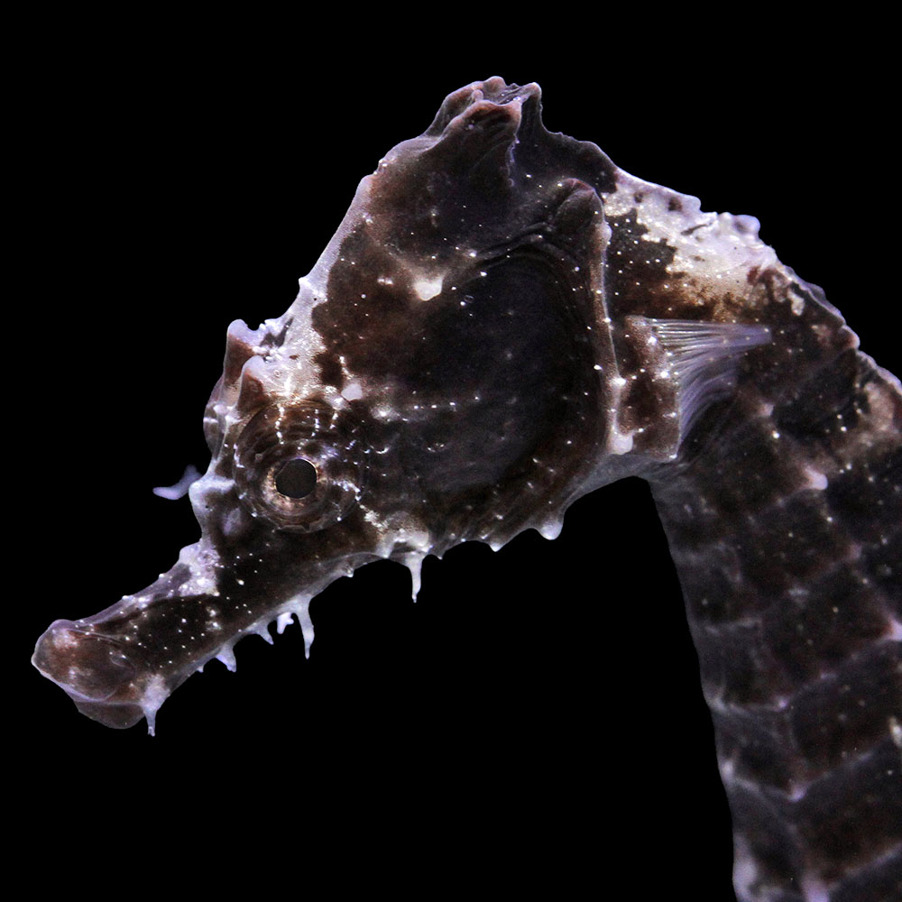 （海水魚）一点物　ラインドシーホース　ブラック（ブリード）　ＳＨ－３８（１匹）　北海道・九州航空便要保温　関東当日便
