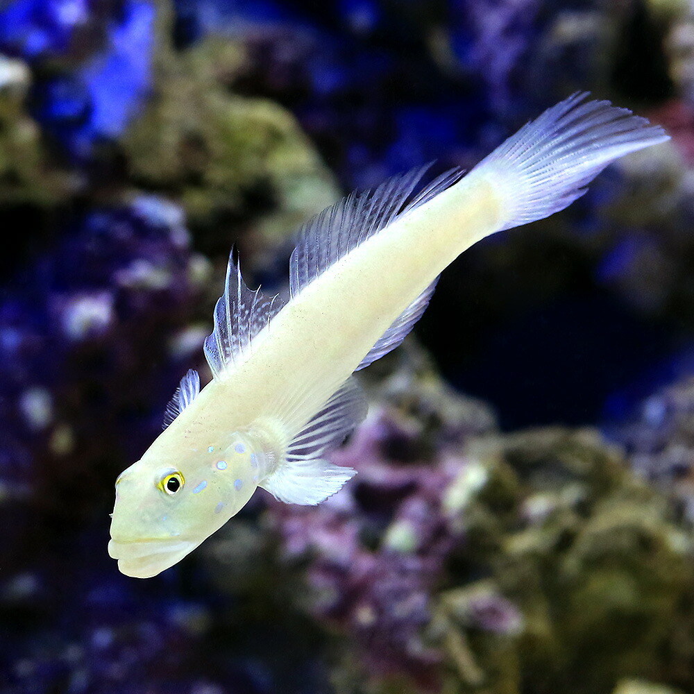 楽天市場】（海水魚）おそうじフィッシュ コケ・底砂の掃除（１セット） 北海道航空便要保温 : charm 楽天市場店