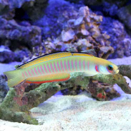 (海水魚)ゼブラハゼ Lサイズ(1匹) 北海道航空便要保温 (海水魚)ゼブラハゼ Lサイズ(1匹) 北海道航空便要保温