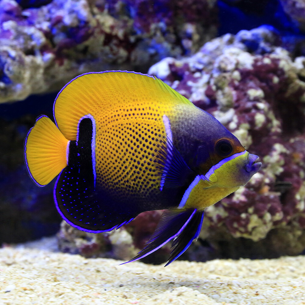 海水魚 ヤッコ イナズマヤッコ 成魚 サイズ 匹 北海道航空便要保温 沖縄別途送料 Cooltonindia Com