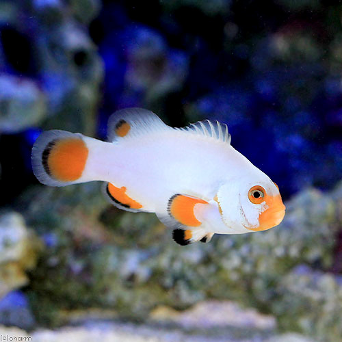 楽天市場 海水魚 プラチナクラウン ブリード １匹 北海道航空便要保温 Charm 楽天市場店