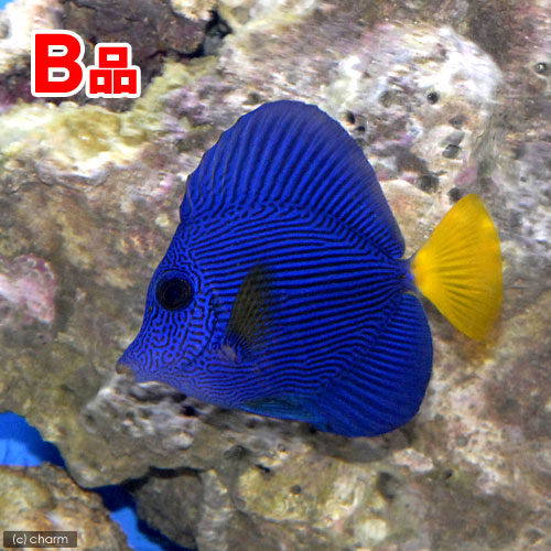 （海水魚）（Ｂ品）パープルタン（１匹）　北海道・九州航空便要保温