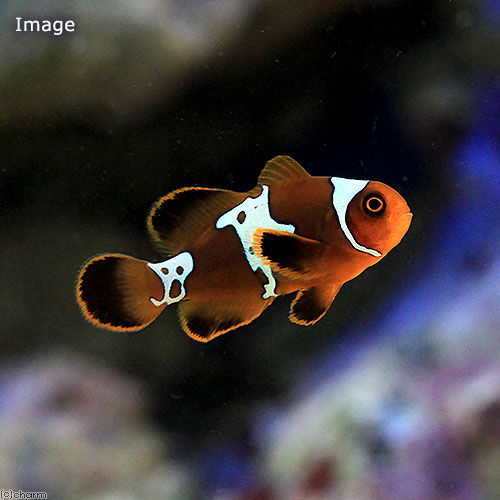 （海水魚）ライトニングマルーンクラウンフィッシュ（ブリード）（１匹）　北海道・九州航空便要保温