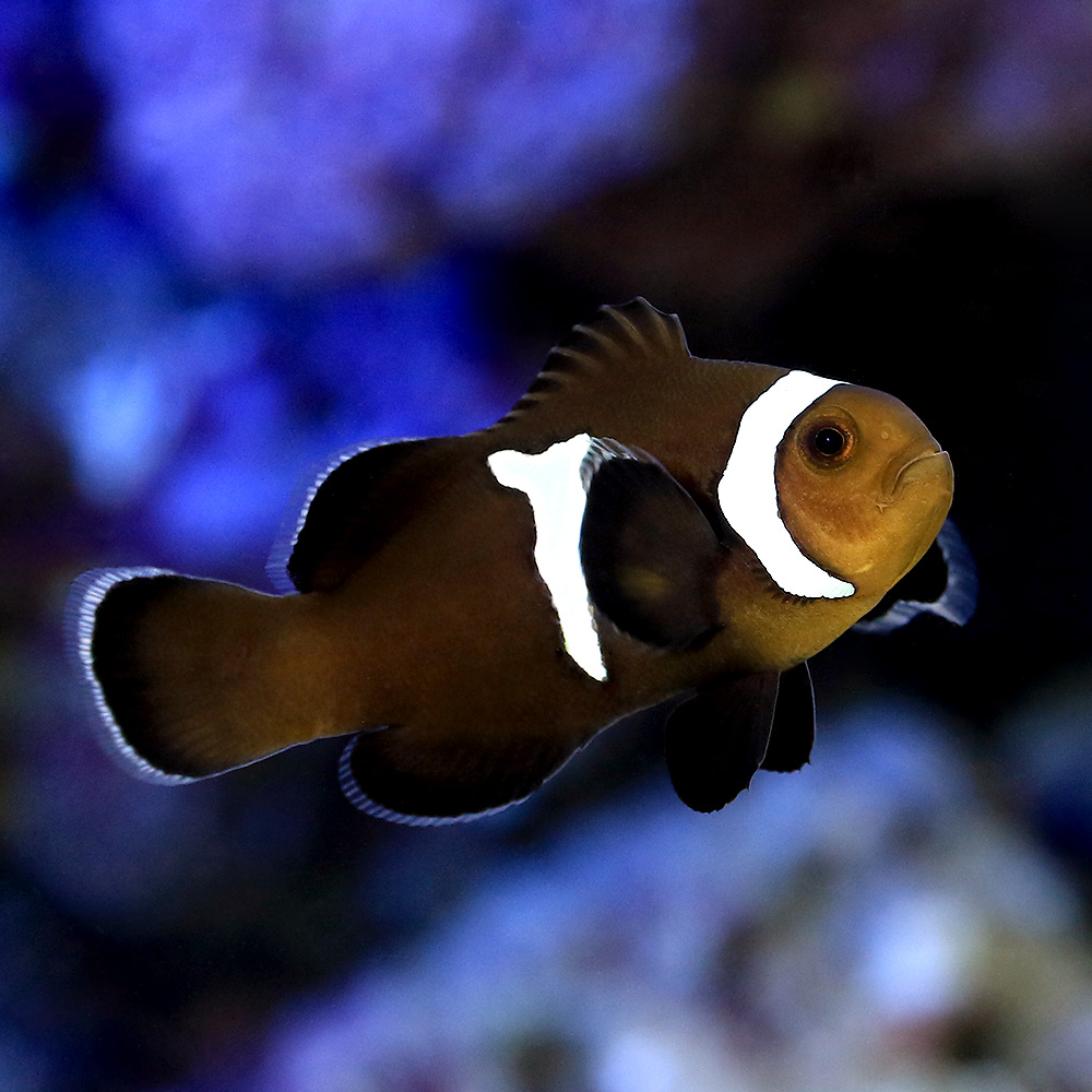 海水魚 ミッドナイトライトニングオセラリス ブリード 匹 北海道航空便要保温 Budapestismine Com