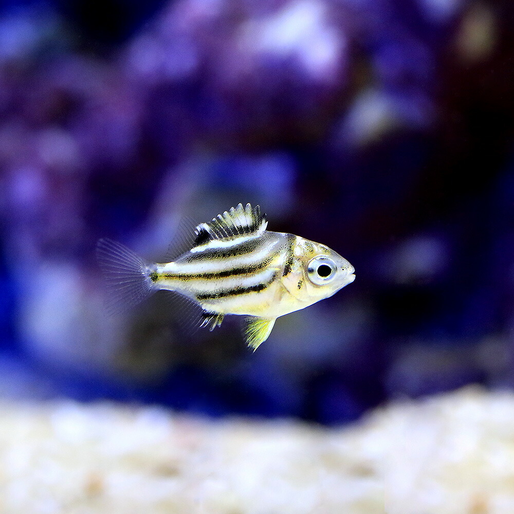 楽天市場】（海水魚）ヤマブキスズメダイ（１匹） 北海道・九州航空便要保温 : charm 楽天市場店