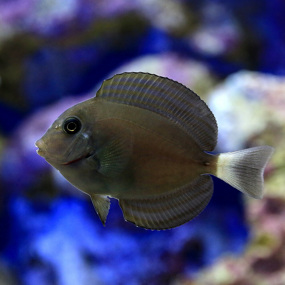 アウトレット 海水魚 スポッテッドマンダリン １匹 観賞魚生体